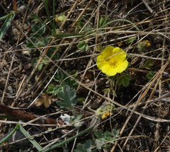 Potentilla acaulis