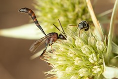 Gasteruption hastator