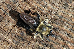 Laphria affinis
