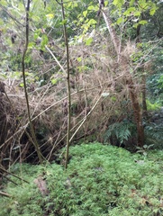 Rhipidocladum