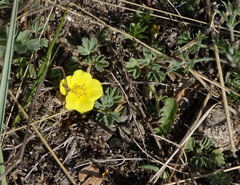 Potentilla acaulis