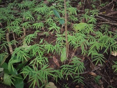 Rhipidocladum