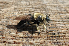 Laphria affinis