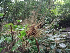 Rhipidocladum