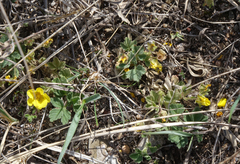 Potentilla acaulis