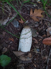 Coprinus comatus