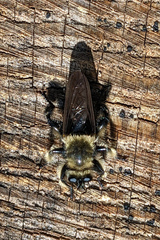 Laphria affinis