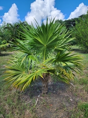 Thrinax radiata