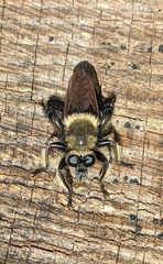 Laphria affinis