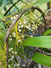 Thrinax radiata