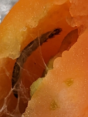 Lepidoptera