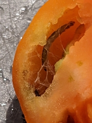 Lepidoptera