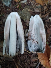 Coprinus comatus