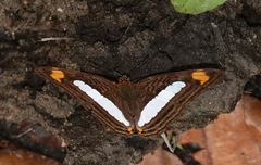 Adelpha iphiclus iphiclus