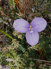 Patersonia occidentalis occidentalis