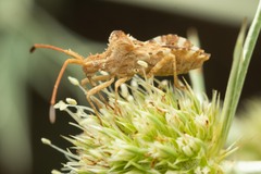 Centrocoris spiniger