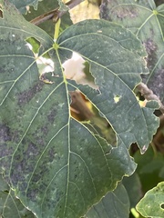 Amaranthus viridis
