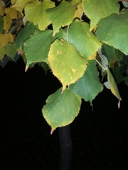 Tilia platyphyllos