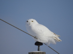 Bubo scandiacus