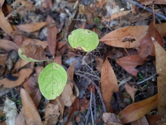 Symphoricarpos mollis