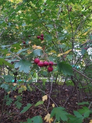 Crataegus