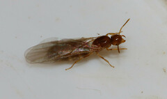 Brachymyrmex depilis