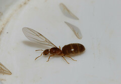 Brachymyrmex depilis