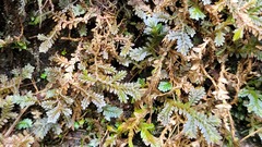 Selaginella