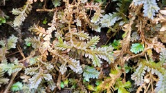 Selaginella