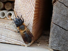 Megachile sculpturalis