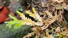Selaginella