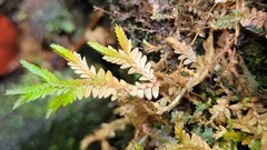 Selaginella