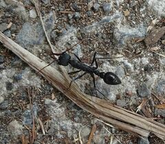 Myrmecia