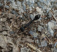 Myrmecia