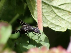 Tritoxa flexa