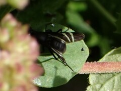 Tritoxa flexa