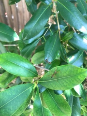 Sphodropoda quinquedens