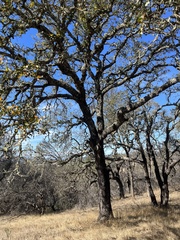 Quercus douglasii