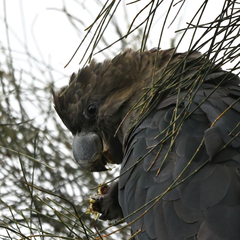 Calyptorhynchus lathami