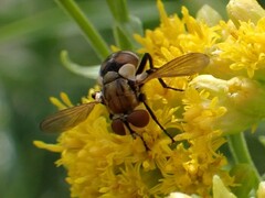 Gymnoclytia