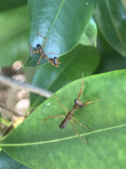 Sphodropoda quinquedens