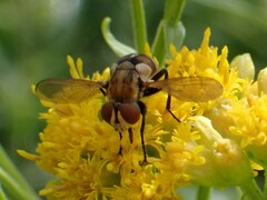 Gymnoclytia