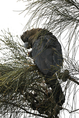 Calyptorhynchus lathami