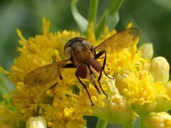 Gymnoclytia
