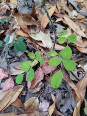 Rosa spithamea