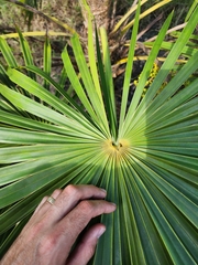 Thrinax radiata
