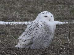 Bubo scandiacus