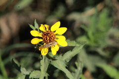 Helianthus laciniatus