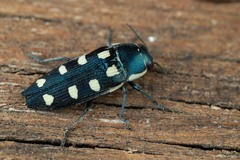 Buprestis octoguttata