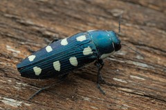 Buprestis octoguttata